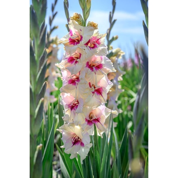 Amber Mystique Gladiolus 10 Bulbs - 12/14 cm - Creamy White/Fuchsia