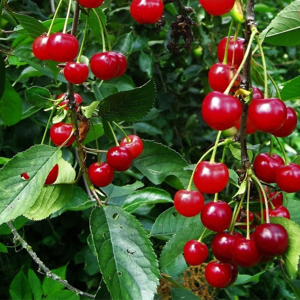 Expert Gardener 3-4 ft. tall Early Richmond Fruiting Cherry Live Tree in 7-Gallon Grower Pot
