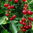 thumbnail image 2 of 3-4 ft. Early Richmond Fruiting Cherry Tree, 2 of 6