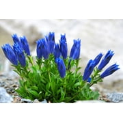 15 Blue STEMLESS GENTIAN Gentiana Acaulis Kochiana Flower Seeds