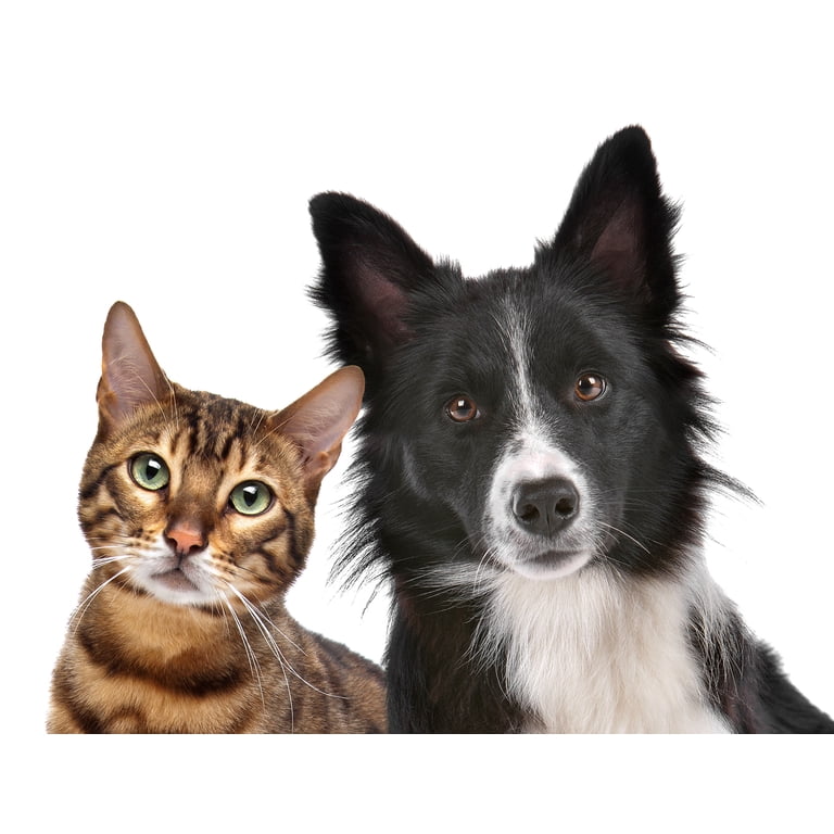 Small World Greetings Furry Friends Note Cards 24 Count - Blank Inside White Envelopes A2 Size 5 5 X 4 25 Dog Cat Stationery Occasion Birthday Thank Yo