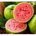 60+ Guava Fruit Tree OIF8 Seeds for Planting OutdoorsExotic and
