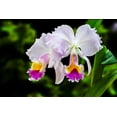 thumbnail image 2 of Spears, Don 32x23 Black Ornate Wood Framed with Double Matting Museum Art Print Titled - White, Yellow and Fuchsia Orchids, 2 of 4