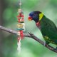 thumbnail image 4 of Juguete de loro colgante juguete conveniente no tóxico para jugar masticar descansar desmontar ANGGREK Otros, 4 of 8