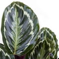 thumbnail image 4 of United Nursery Live Calathea Medallion Plant 28-32 inches Tall in 9.25-inch Grower Pot, 4 of 10