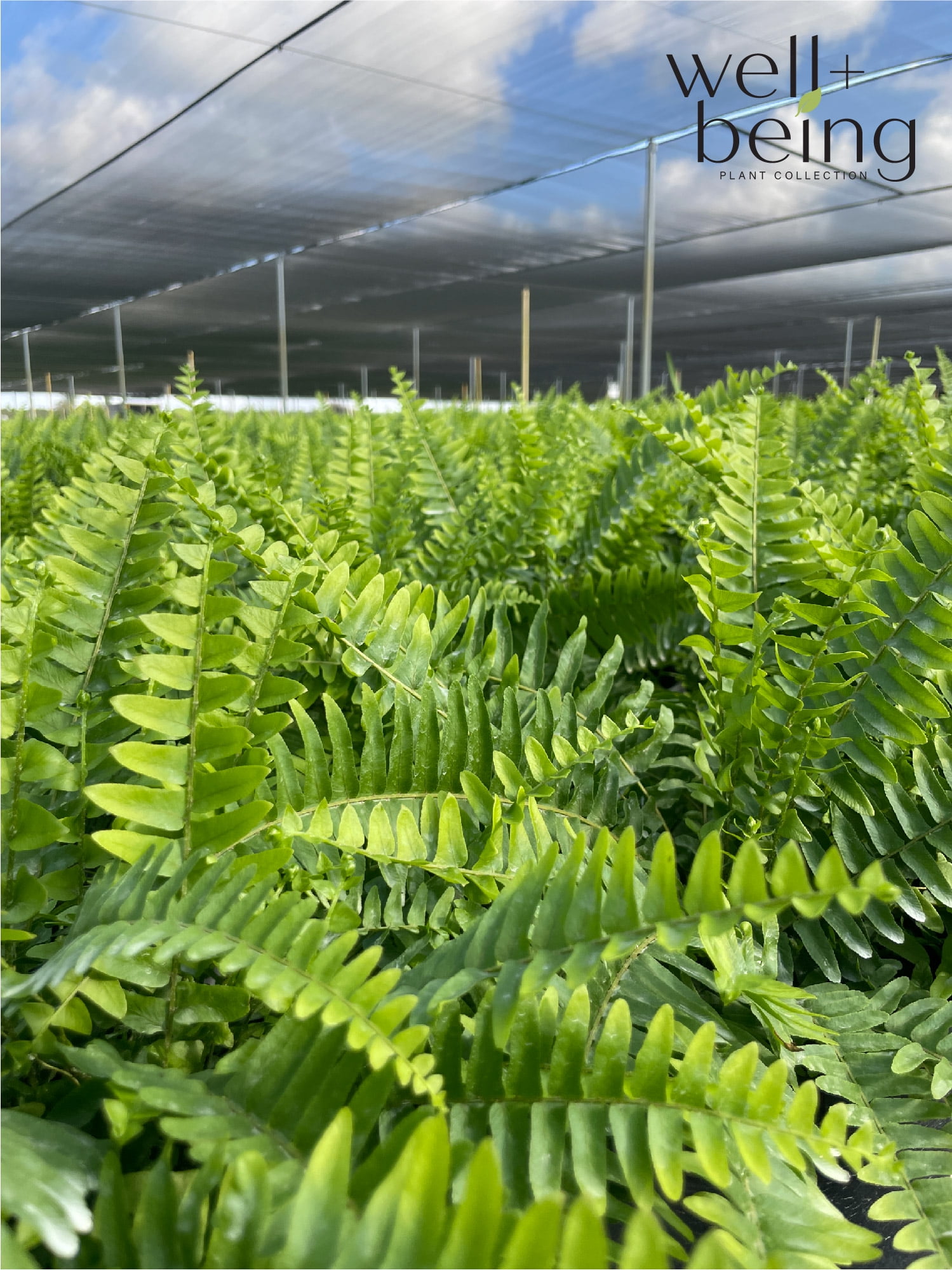Nature's Way Farms Fern Macho Live Plant (18-24 in. Tall) in Grower Pot