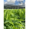 thumbnail image 3 of Nature's Way Farms Fern Macho Live Plant (25-30 in. Tall) in Grower Pot, 3 of 4