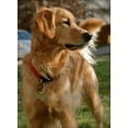 thumbnail image 3 of Rubit! Curve Shaped Dog Tag Clip Black Large, 3 of 6