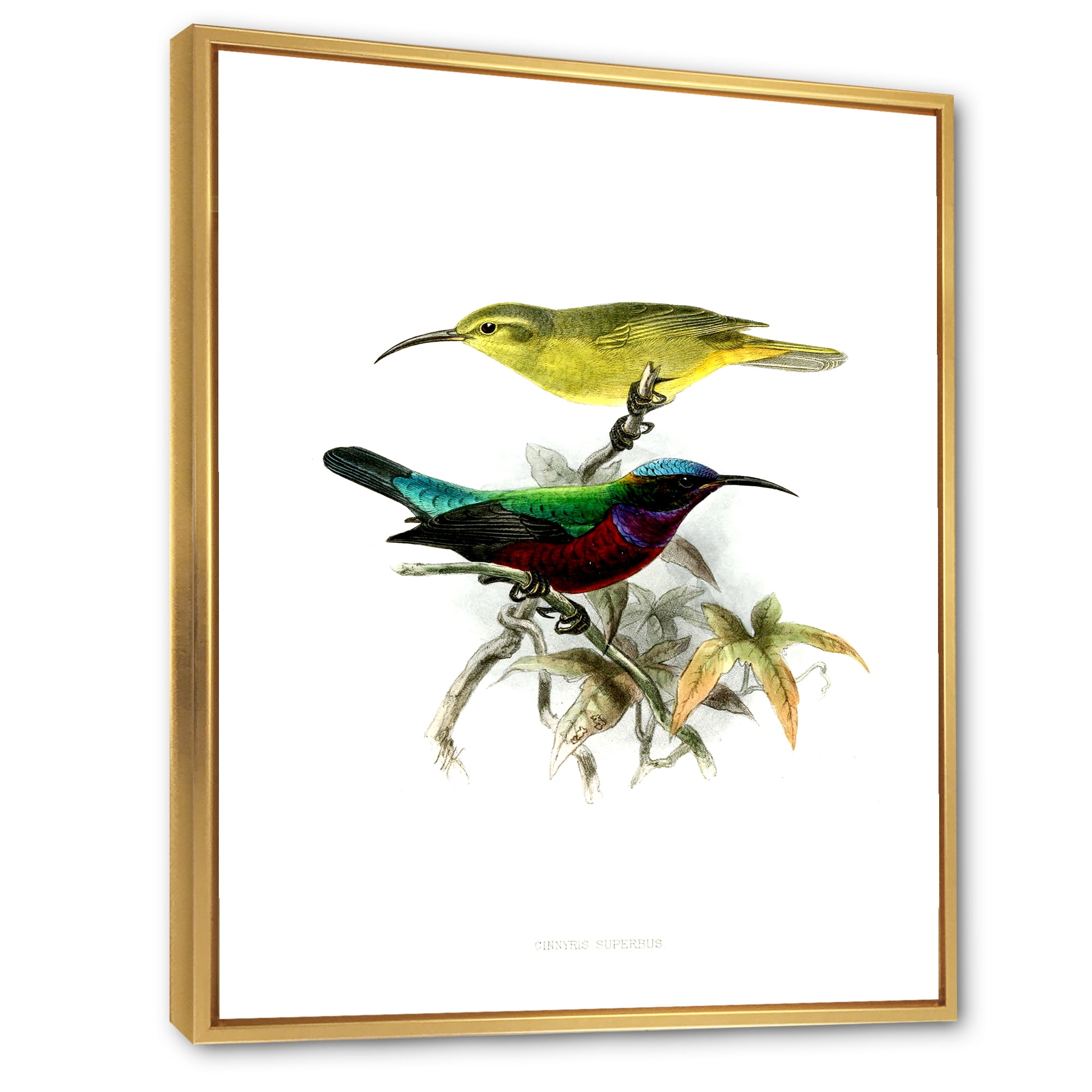 Designart 'Ancient Australian Birds XV' Traditional Framed Canvas Wall Art Print
