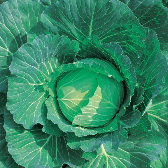 Cabbage Seeds - Wakamine - Hybrid - 500 Mg Packet ~33 Seeds - Non-GMO, F1 Hybrid - Vegetable Garden