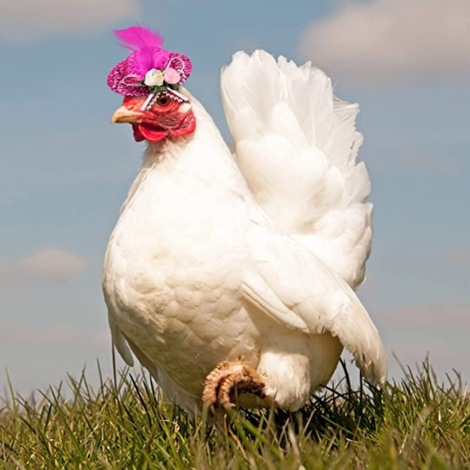 Hen clothing top