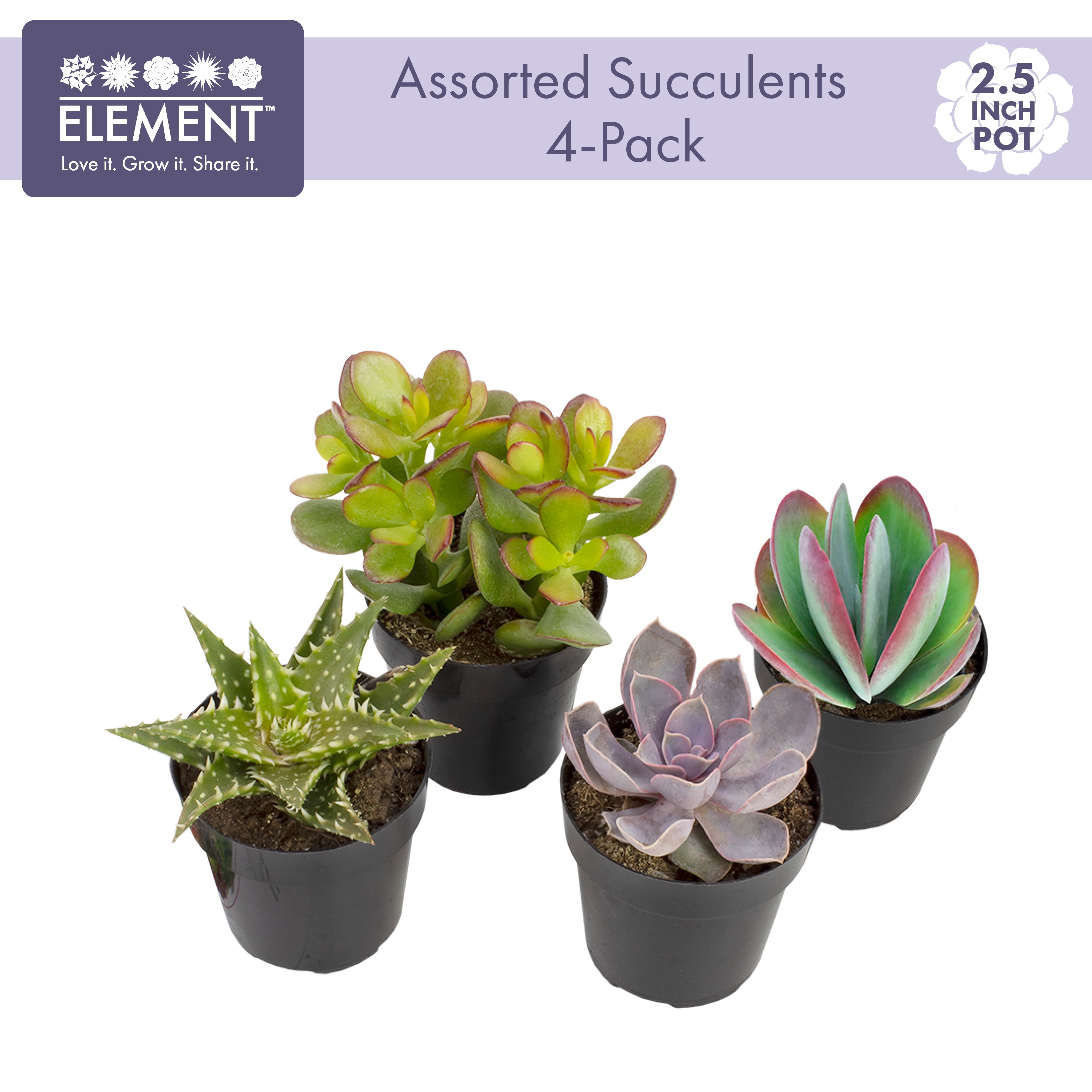 Growers Choice Perfect Plant Assortment for Indoors or Outdoors Artisan Grown Succulent Collection Hand-Picked for Beauty 2 Live Succulent Plants in 4 Inch Pots 