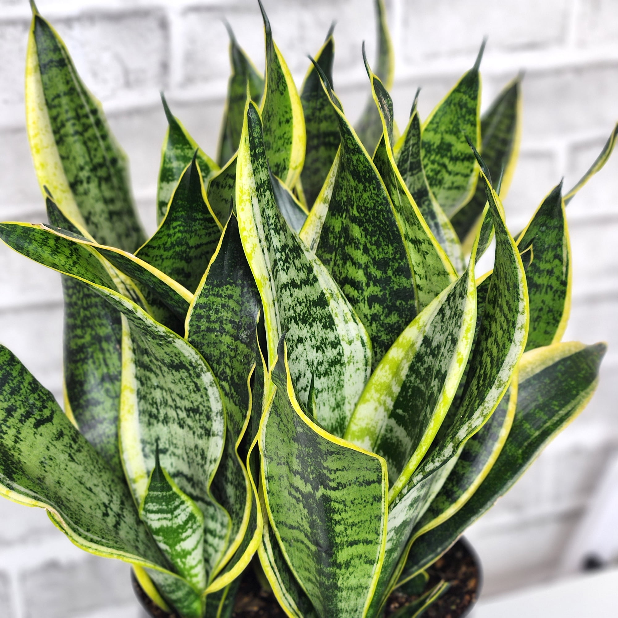 Premium Snake Plant (Sansevieria) in 8" Grower Pot, Live Plant, Grower's Choice Seasonal Selection