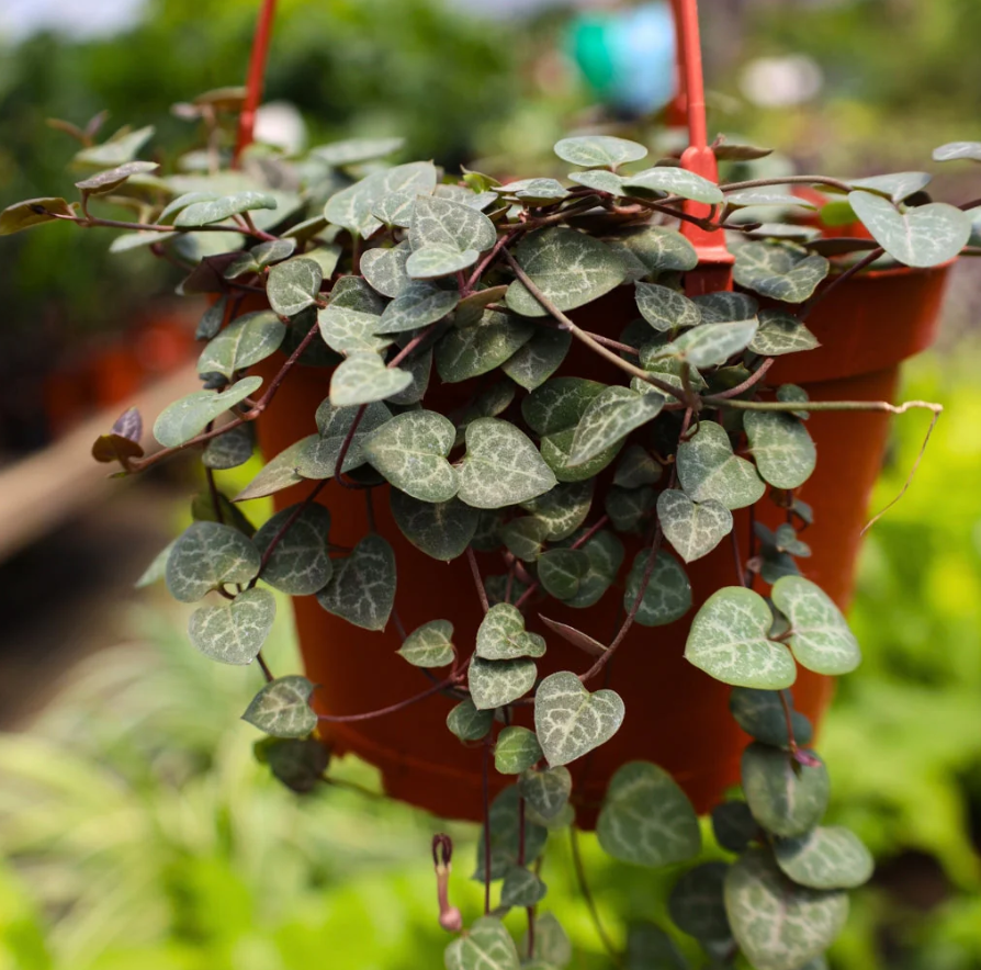 Variegated String of Hearts Plant Live, Pink String of Heart Plant 2 Inches Pot, Live Plant Indoor String of Hearts