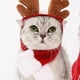thumbnail image 4 of Sombrero Navideño de Halloween para Mascota, Disfraz para , Perro, , Bufanda, Regalo de Año , Papá , Invierno, Halloween, Suministros para Perros y Gatos., 4 of 6