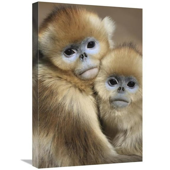 16 x 24 in. Golden Snub-Nosed Monkey Juveniles Huddled Up Against Each Other to Keep Warm, Qinling Mountains, China Art Print - Cyril Ruoso