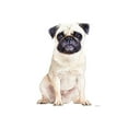 thumbnail image 3 of Greenwood, Amanda 13x18 Black Modern Framed Museum Art Print Titled - Pug, 3 of 5