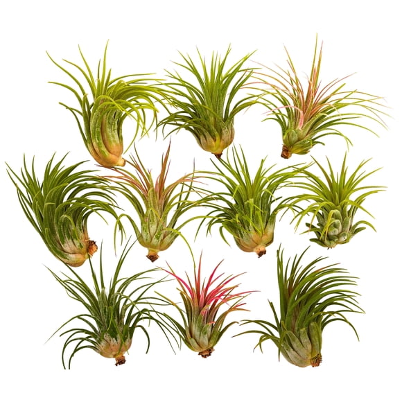 Live Air Plants