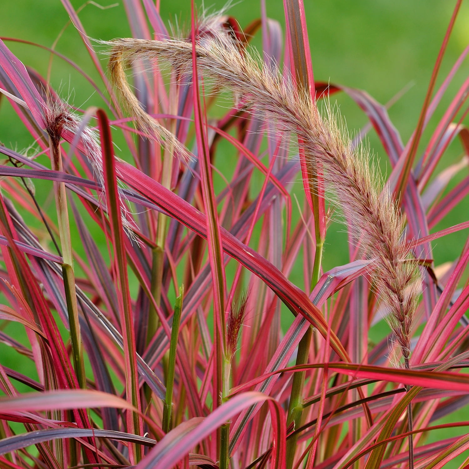 2.5 qt. Pennisetum Setaceum Fireworks (Fountain Grass) - Colorful Live Perennial Plant