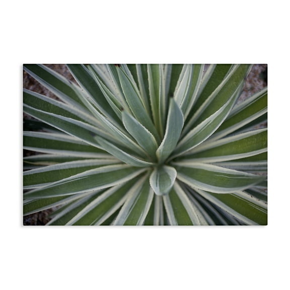 Stupell Industries Centric Succulent Leaves Botanical & Floral Photography Gallery Wrapped Canvas Art Print Wall Art, 24 x 16