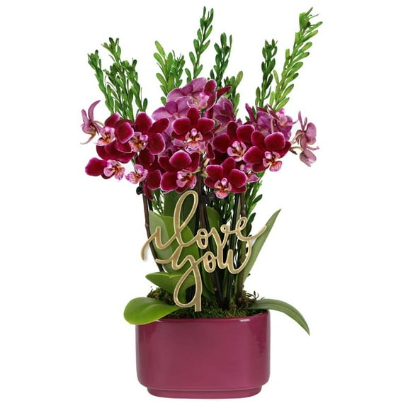 From You Flowers - I Love You Royal Purple Orchid Duo for Birthday, Anniversary, Get Well, Congratulations, Thank You, All Occasions