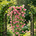 thumbnail image 6 of Eoozwa Artificial Hanging Rose Plants 29.53 in UV Resistant Fake Flower Swag Faux Floral Ivy Greenery for Wedding Valentine's Day Indoor Outdoor Porch Home Garden Balcony, 6 of 6
