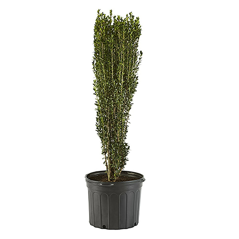 Holly Sky Pencil Live Shrubs with Evergreen Foliage