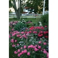 thumbnail image 4 of The Knock Out® Family of Roses 'The Pink Double Knock Out® Rose' Live Shrub in 2-Gallon Grower Pot, 4 of 9