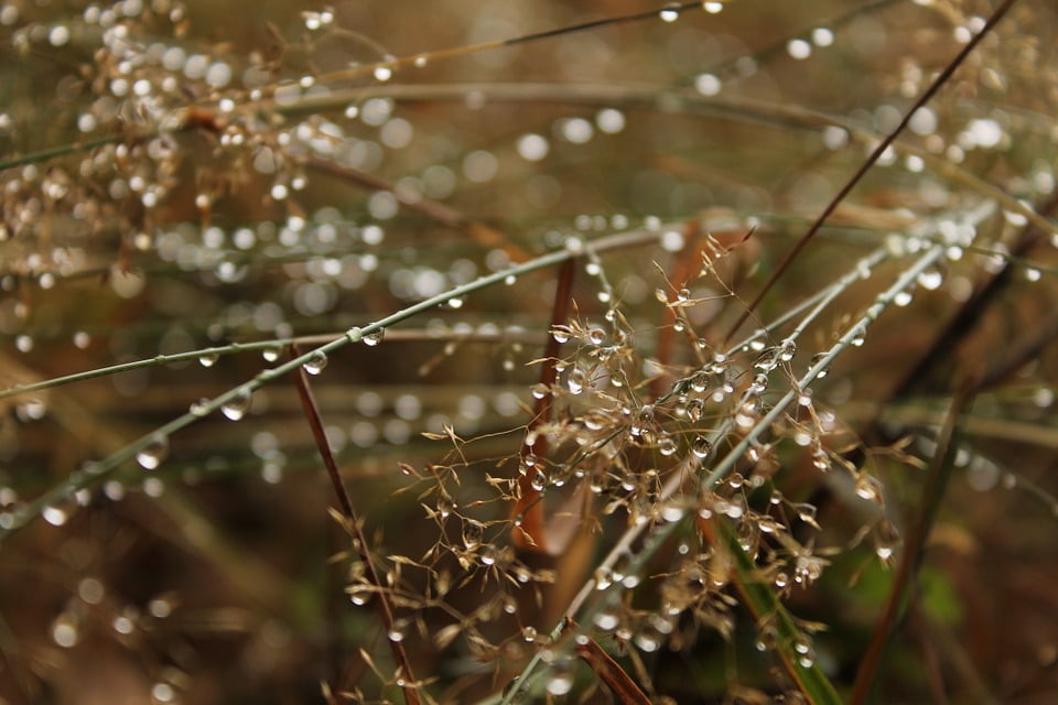 rainy daze dew drop rainy daze dew drop