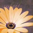 thumbnail image 2 of Gibbons, Lauren 12x12 Gold Ornate Wood Framed with Double Matting Museum Art Print Titled - Orange Flower, 2 of 4