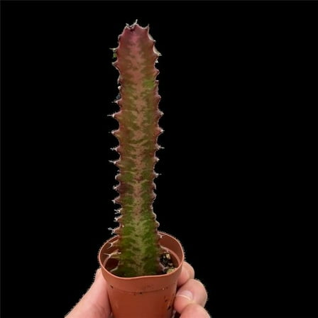 House Plant Dropship 3-SUCC-EUPHORBIA-RED.TRIGONA Succulent Euphorbia Trigona Rubra Plant