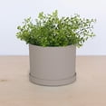 thumbnail image 2 of Bloem Mathers 8" Plastic Planter - Modern Indoor Pot with Drainage Holes and Saucer Tray, Pebble Stone, 2 of 6