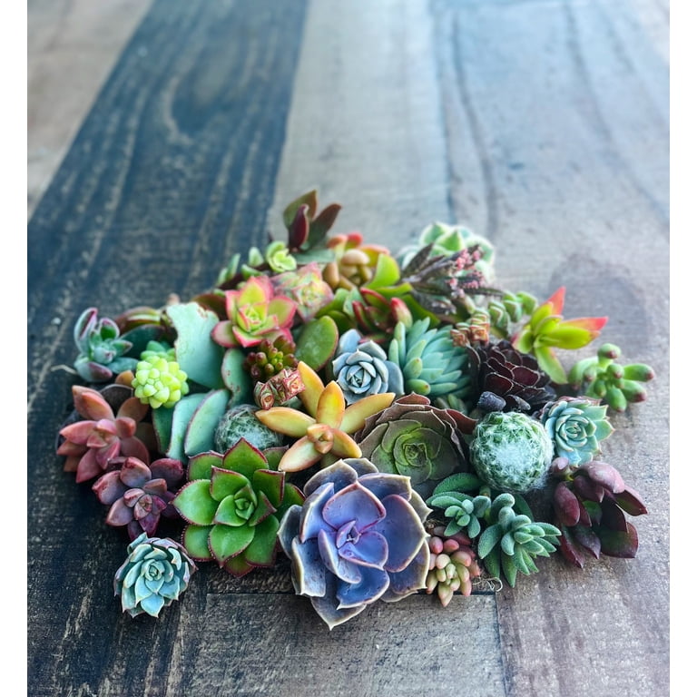 Surfside Succulents Assorted Succulent Cuttings Live Plants in 4" Grower  Pots (25 Count) - Walmart.com