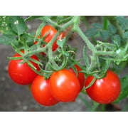 Riesenstrabe Cherry Tomato Seeds