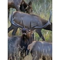 thumbnail image 2 of Fitzharris, Tim 25x32 Black Ornate Wood Framed with Double Matting Museum Art Print Titled - Bull elk bugling with harem-Colorado, 2 of 4