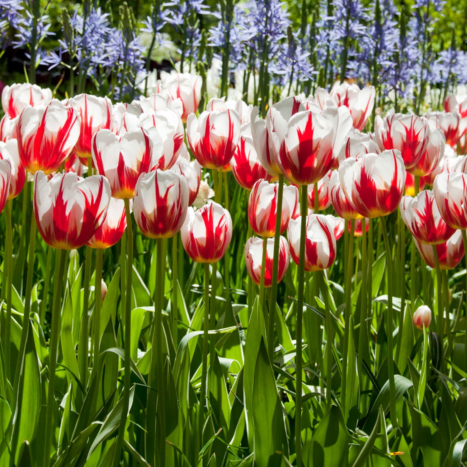 Garden State Bulb Happy Generation Triumph Tulip Flower Bulbs, 12/+ cm (Bag of 25)