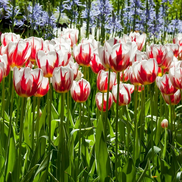 Garden State Bulb Happy Generation Triumph Tulip Flower Bulbs, 12