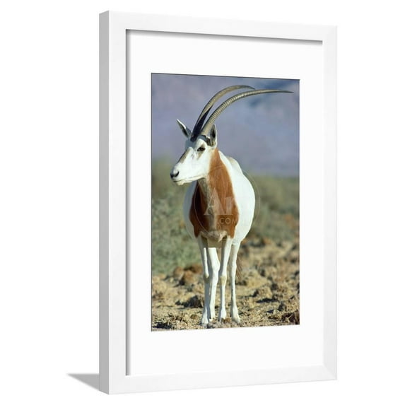 ScimitarHorned Oryx Framed Print Wall Art Sold by Art.Com