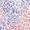 Hyper Leopard Purple, variant on Wonder Nation Girls Sequin Hyper Leopard 17" Laptop Backpack and Lunch Bag Set, 4-Piece, Purple/Multi