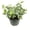 Green, variant on Variegated English Ivy - Live Plant in a 6 Inch Pot - Hedera Helix - Beautiful Easy Care Indoor Air Purifying Houseplant Vine