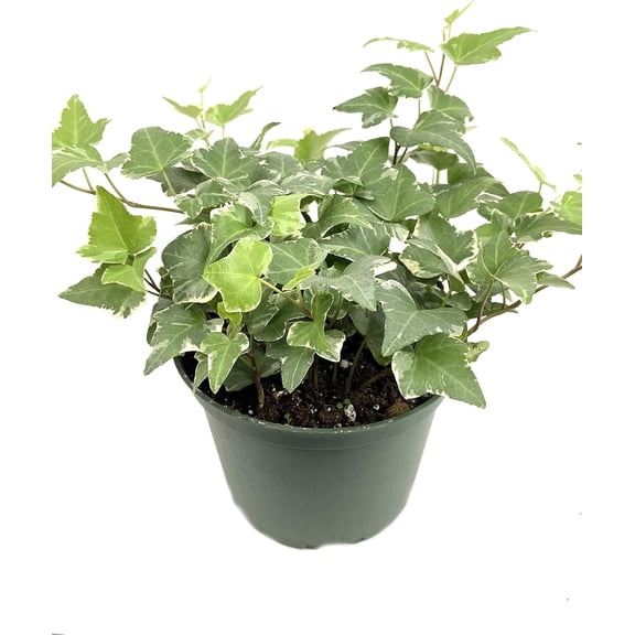 Variegated English Ivy - Live Plant in a 6 Inch Pot - Hedera Helix - Beautiful Easy Care Indoor Air Purifying Houseplant Vine