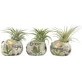 thumbnail image 3 of Aspirational Air Plant Set - 3 Live Air Plants in Decorative Pots - Hope  Dream  Imagine - Cactus  Succulent  Air Plant - A Symbol of Serenity and Natural Beauty, 3 of 6
