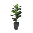 thumbnail image 4 of Wayborn Dmax Green/Black Potted Fiddle-Leaf Fig Plant 19.7″L X 15.8″W X 35.4″H, 4 of 5