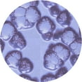 thumbnail image 1 of Ahgly Company Tapis Rond Lavable en Machine Intérieur Transitionnel Bleu Ardoise, 3 Pieds Rond, 1 of 7