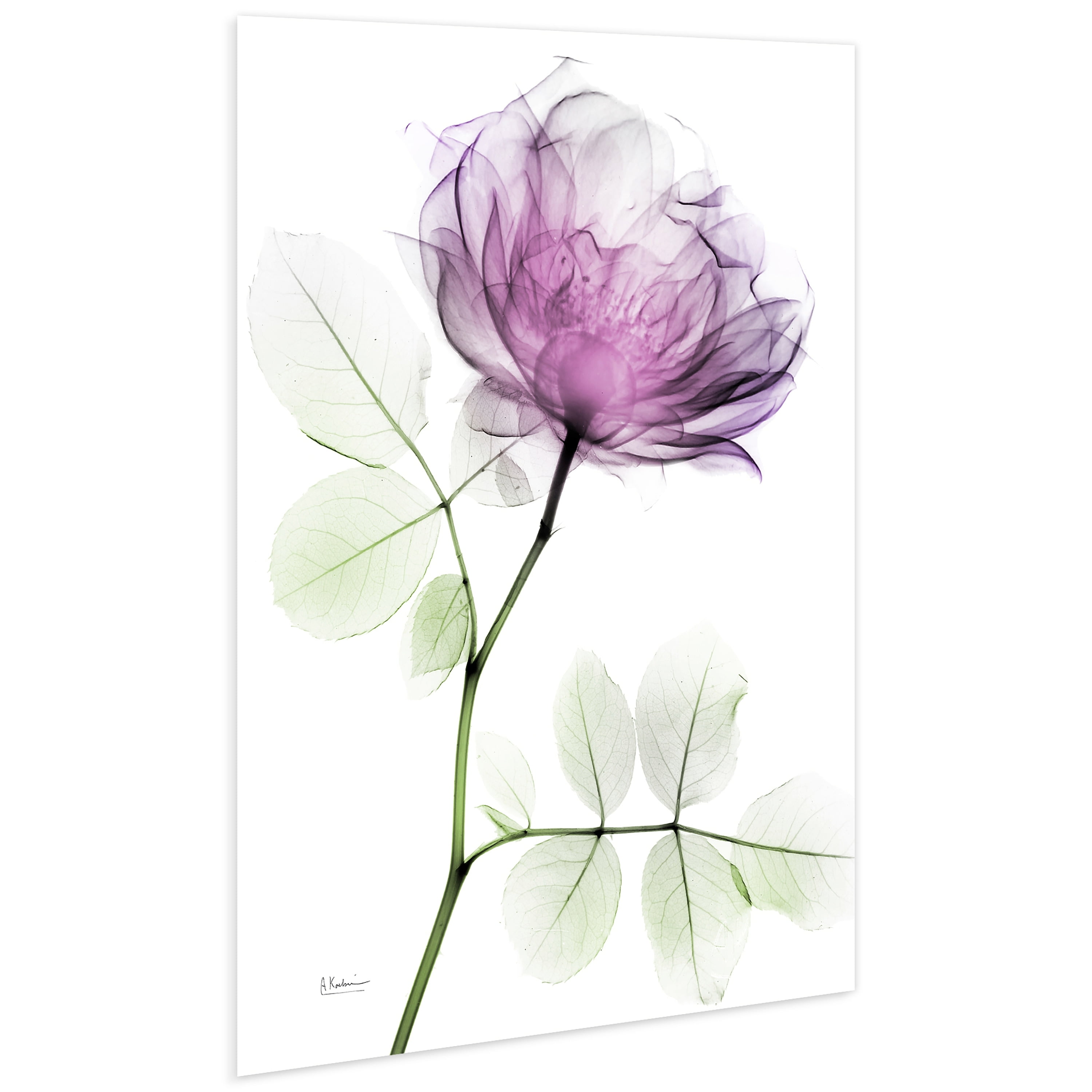 Rose Dynasty 1 Frameless Free Floating 32 in x 48 in Painting Art Prints, by Empire Art Direct