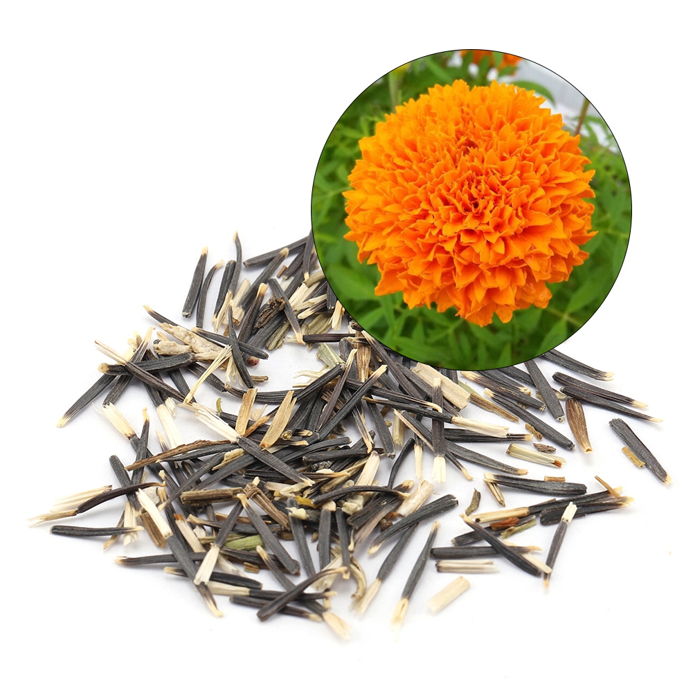 Garosa Garden Marigold Seeds 5 Packets Ornamental Marigold Seeds For Planting Beauty Potting Seeds For Orchards Garden Park Walmart Canada