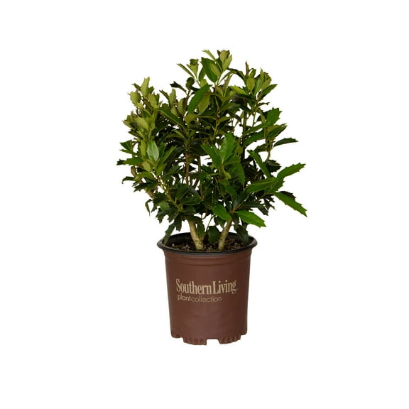Southern Living Oakland Holly Live Shrub in 2.5-Quart Grower Pot