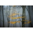thumbnail image 3 of Zocchi, Alessandro 18x13 Black Modern Framed Museum Art Print Titled - Beech Forest in Autumn, 3 of 5