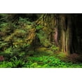 thumbnail image 2 of Jones, Adam 18x13 White Modern Wood Framed Museum Art Print Titled - Big Leaf Maple tree draped with Club Moss-Hoh Rainforest-Olympic National Park-Washington State, 2 of 4