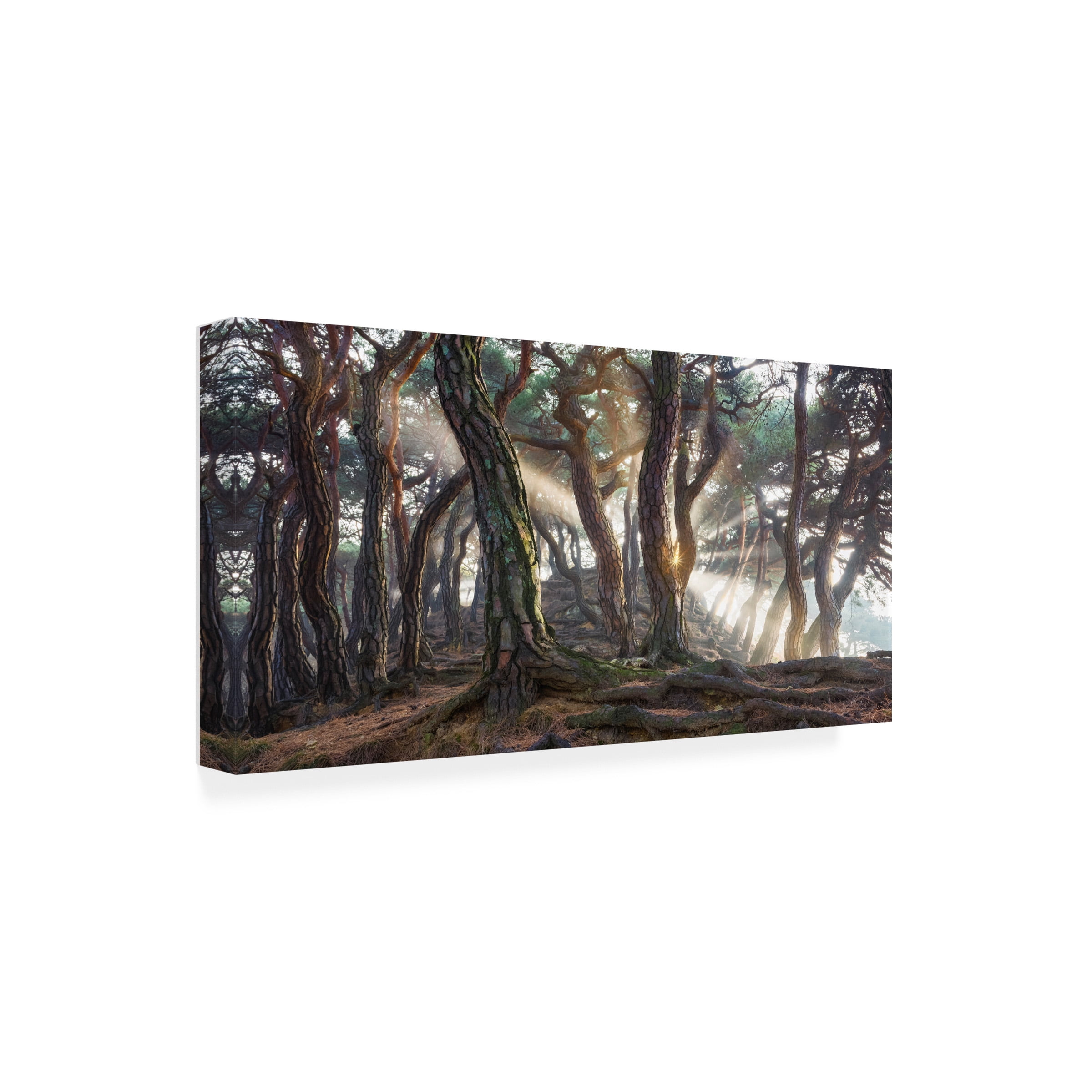 Jaeyoun Ryu 'Sacred Pine Trees' Canvas Art